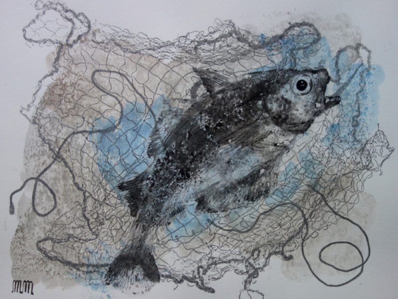 tacaud filet